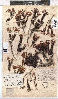 Erica doliiformis image