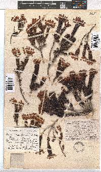 Erica doliiformis image