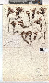 Erica doliiformis image