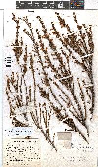 Erica conspicua image