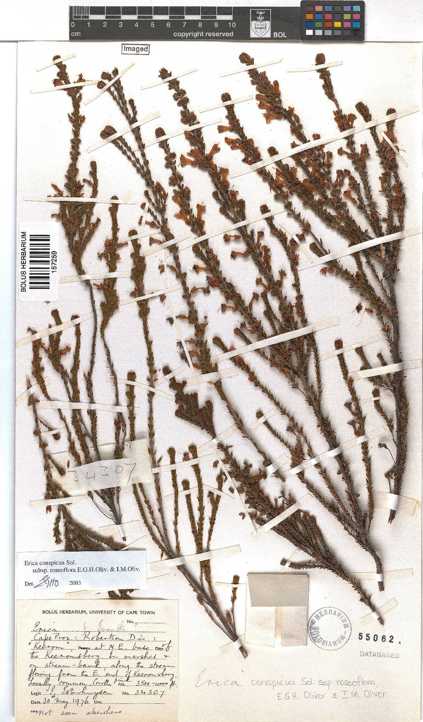 Erica conspicua image