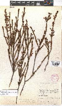 Erica conspicua image