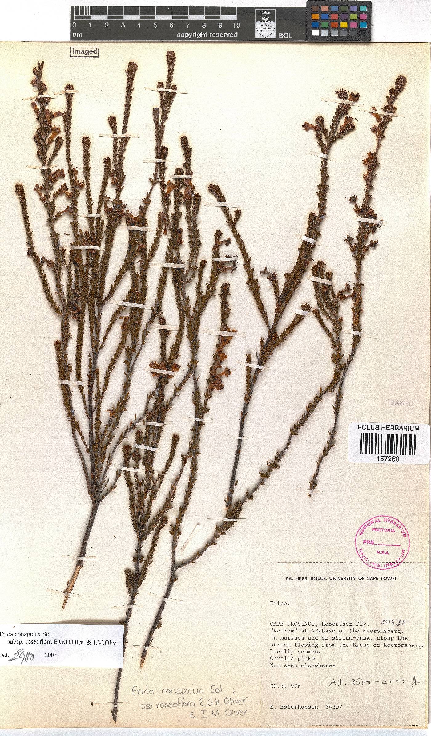 Erica conspicua subsp. roseoflora image