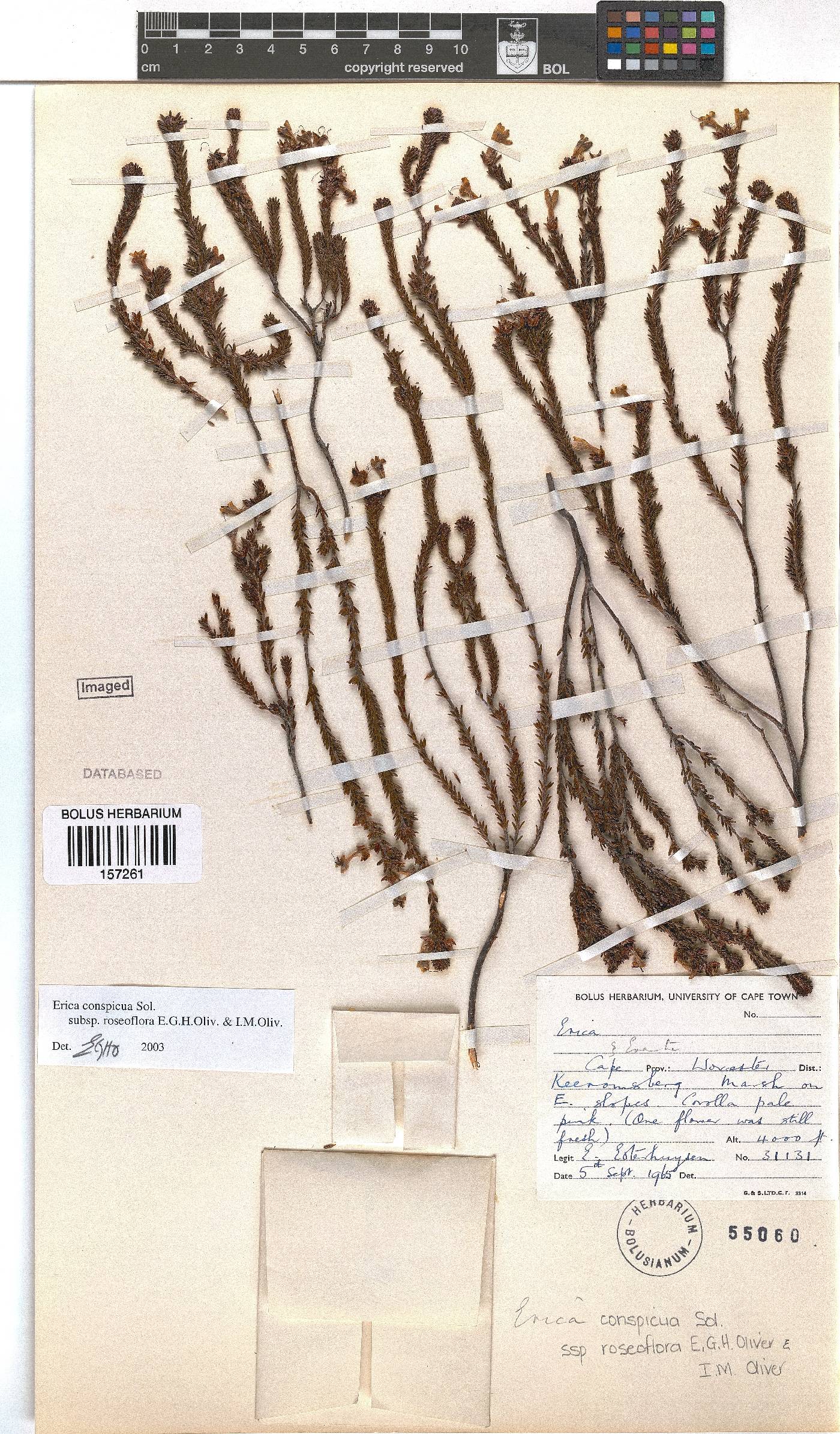 Erica conspicua image