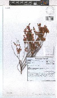 Erica pauciovulata image