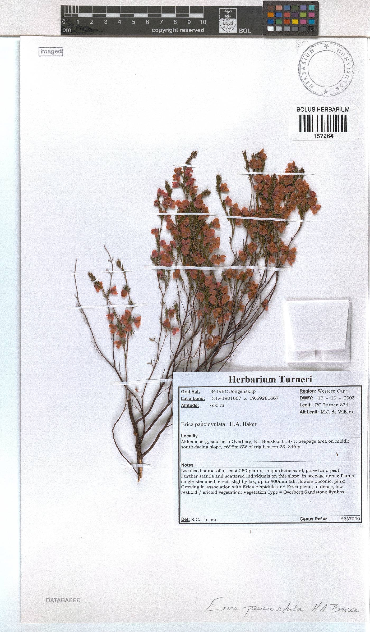 Erica pauciovulata image