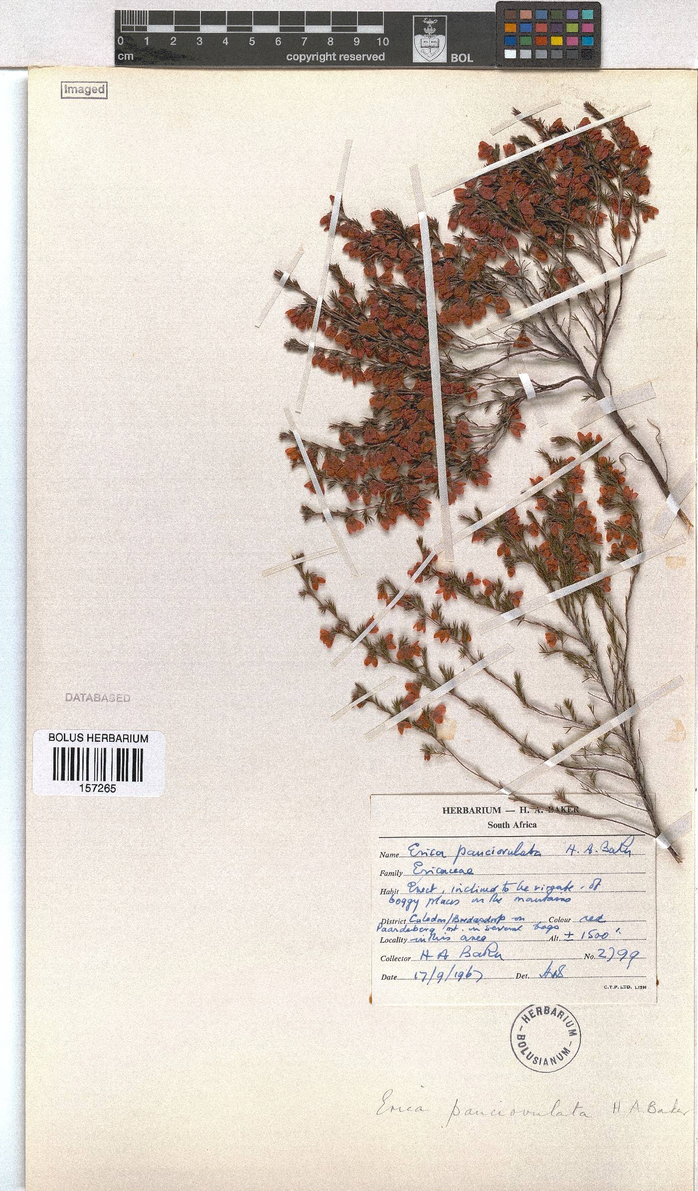 Erica pauciovulata image