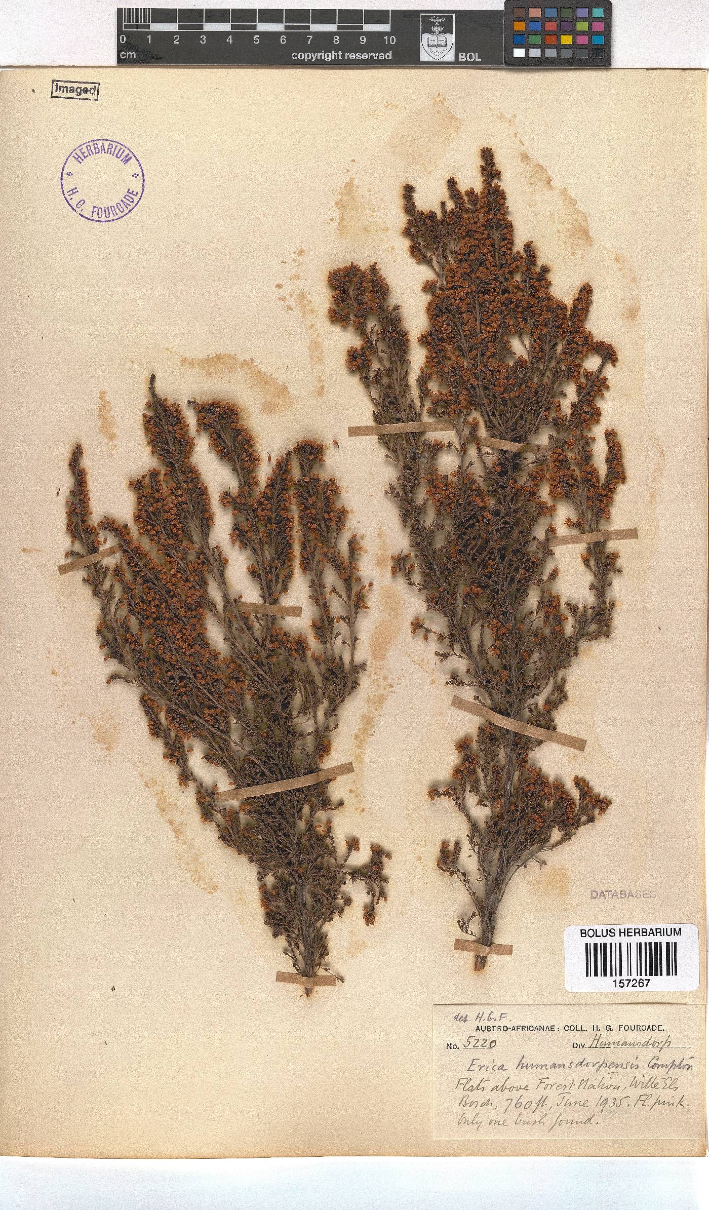 Erica humansdorpensis image