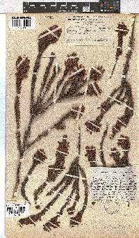 Erica insolitanthera image