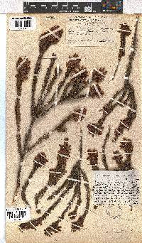 Erica insolitanthera image