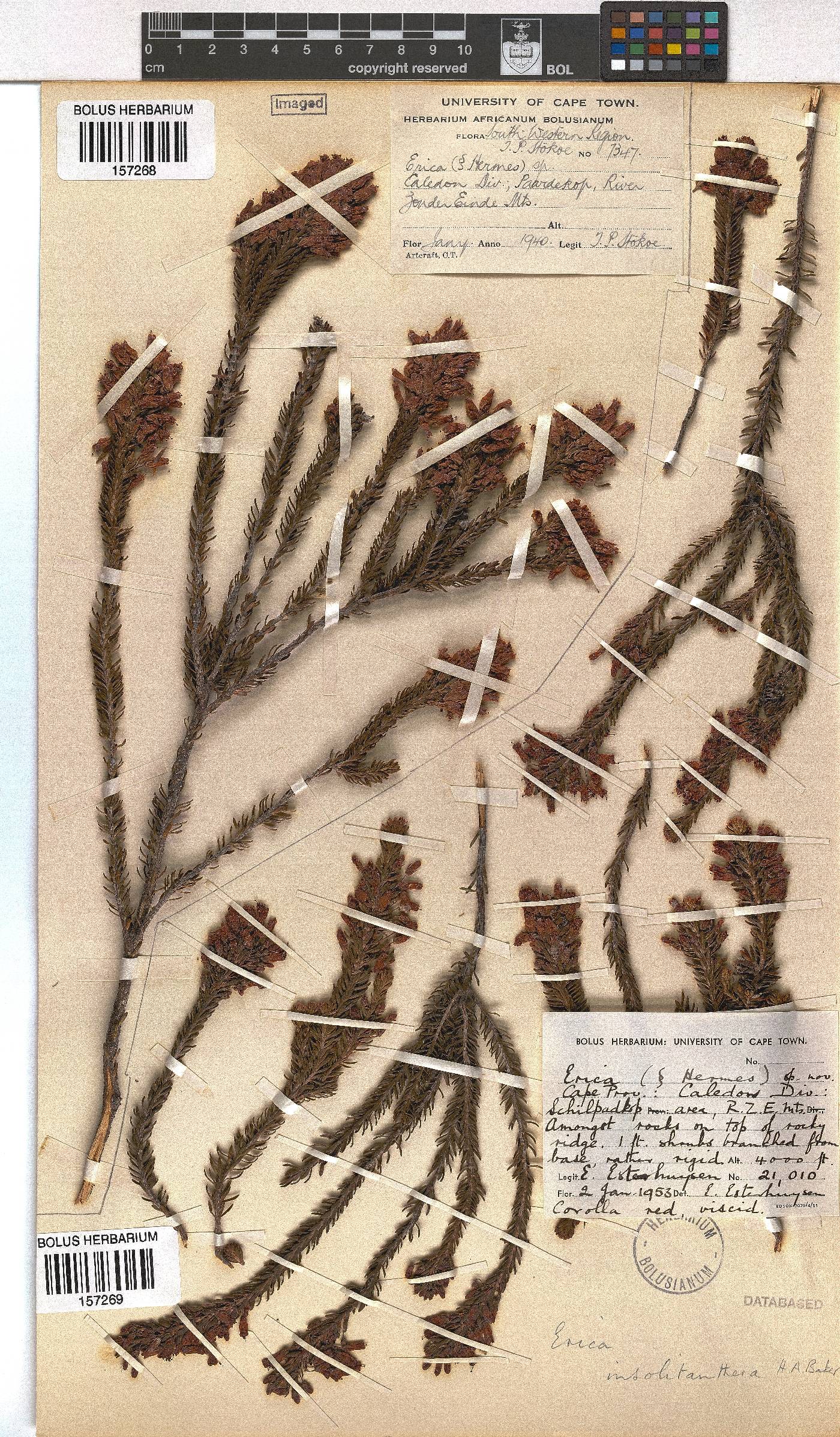 Erica insolitanthera image