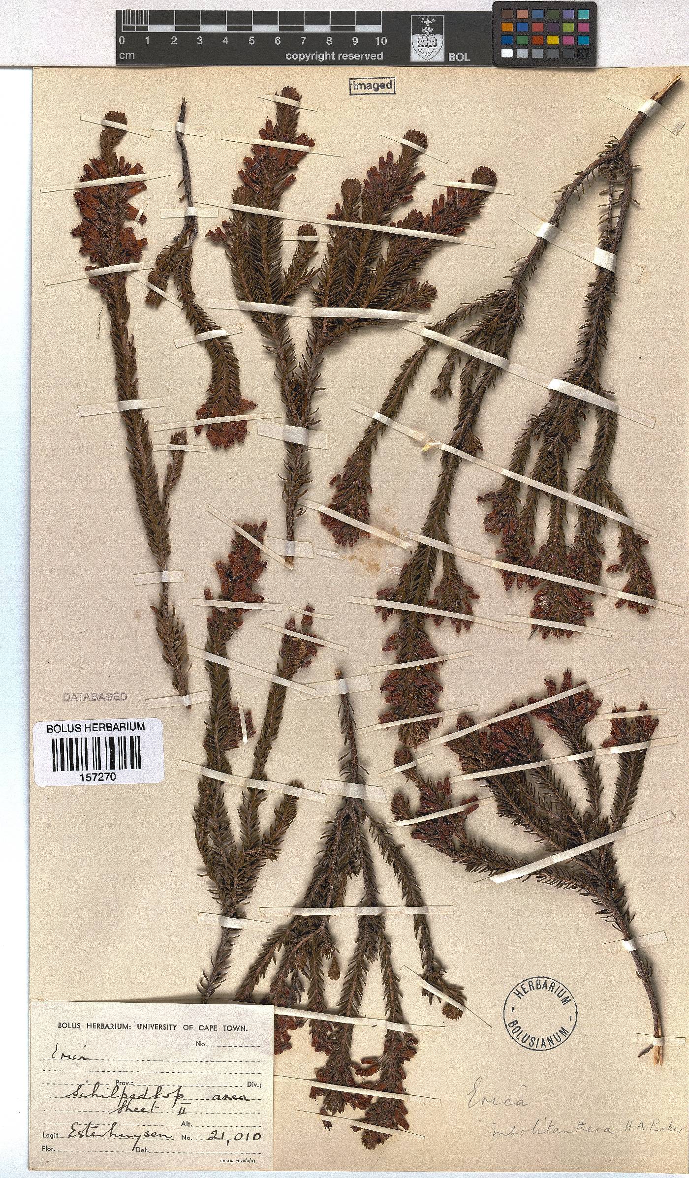 Erica insolitanthera image