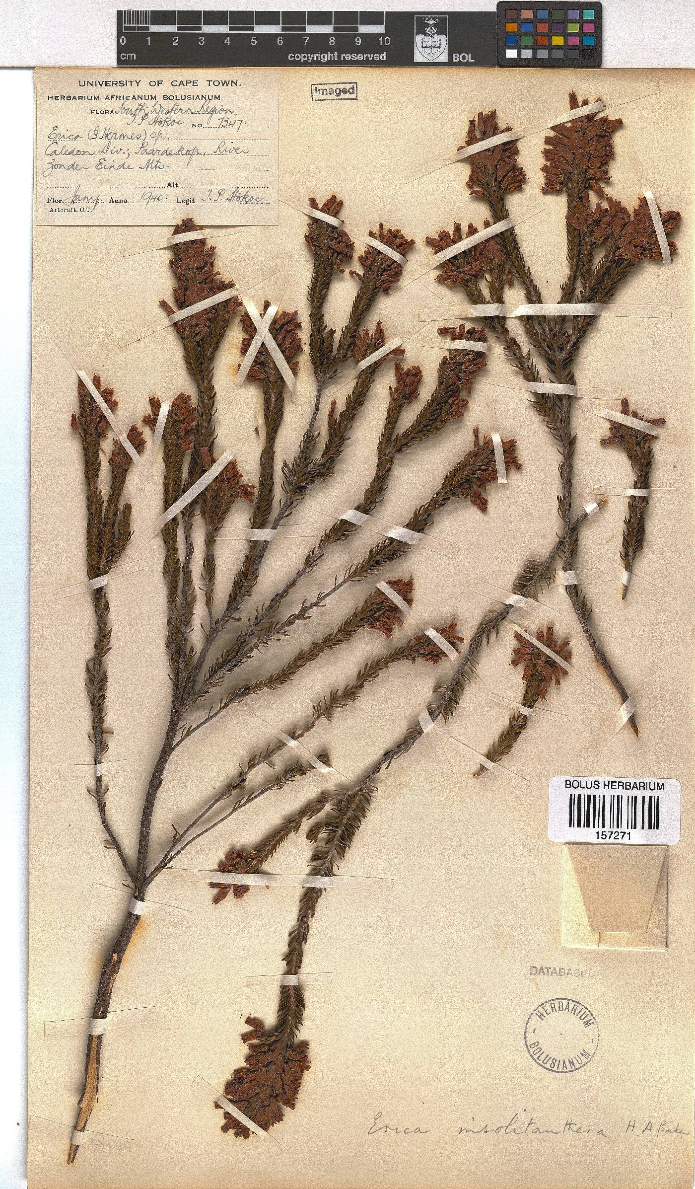 Erica insolitanthera image