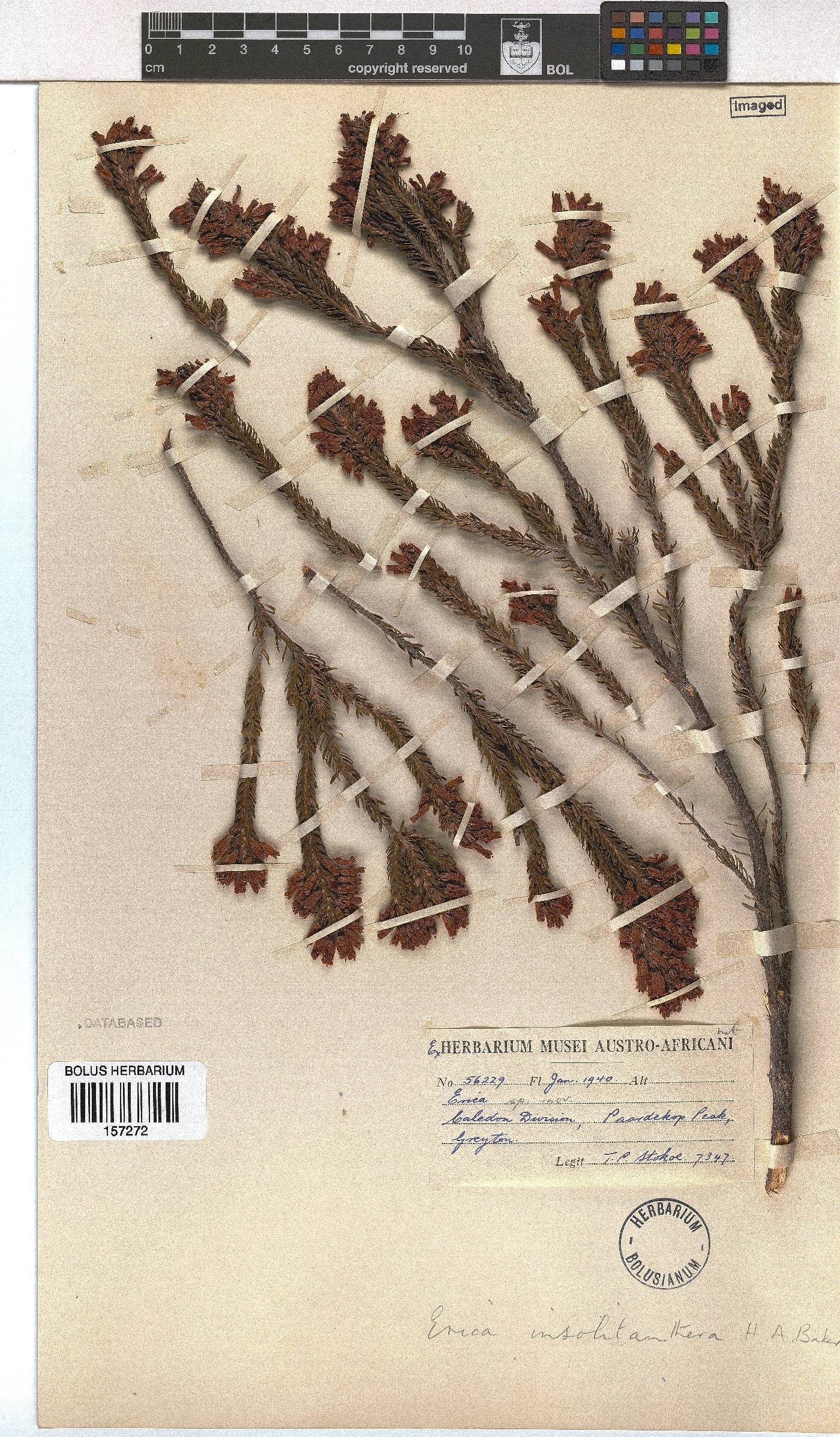 Erica insolitanthera image