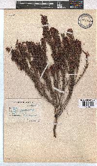 Erica gracilipes image