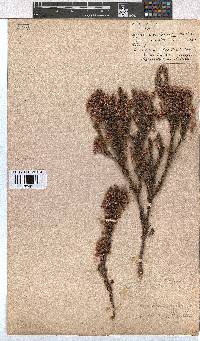 Erica gracilipes image