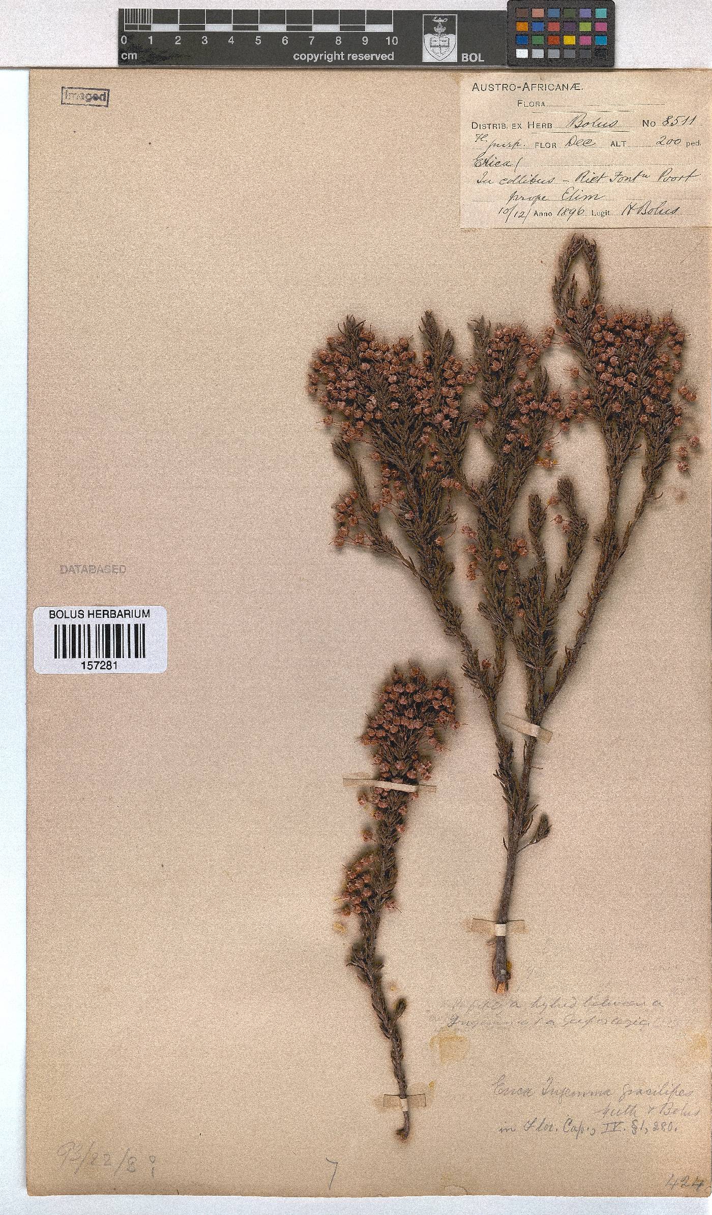 Erica gracilipes image