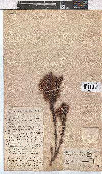 Erica gracilipes image