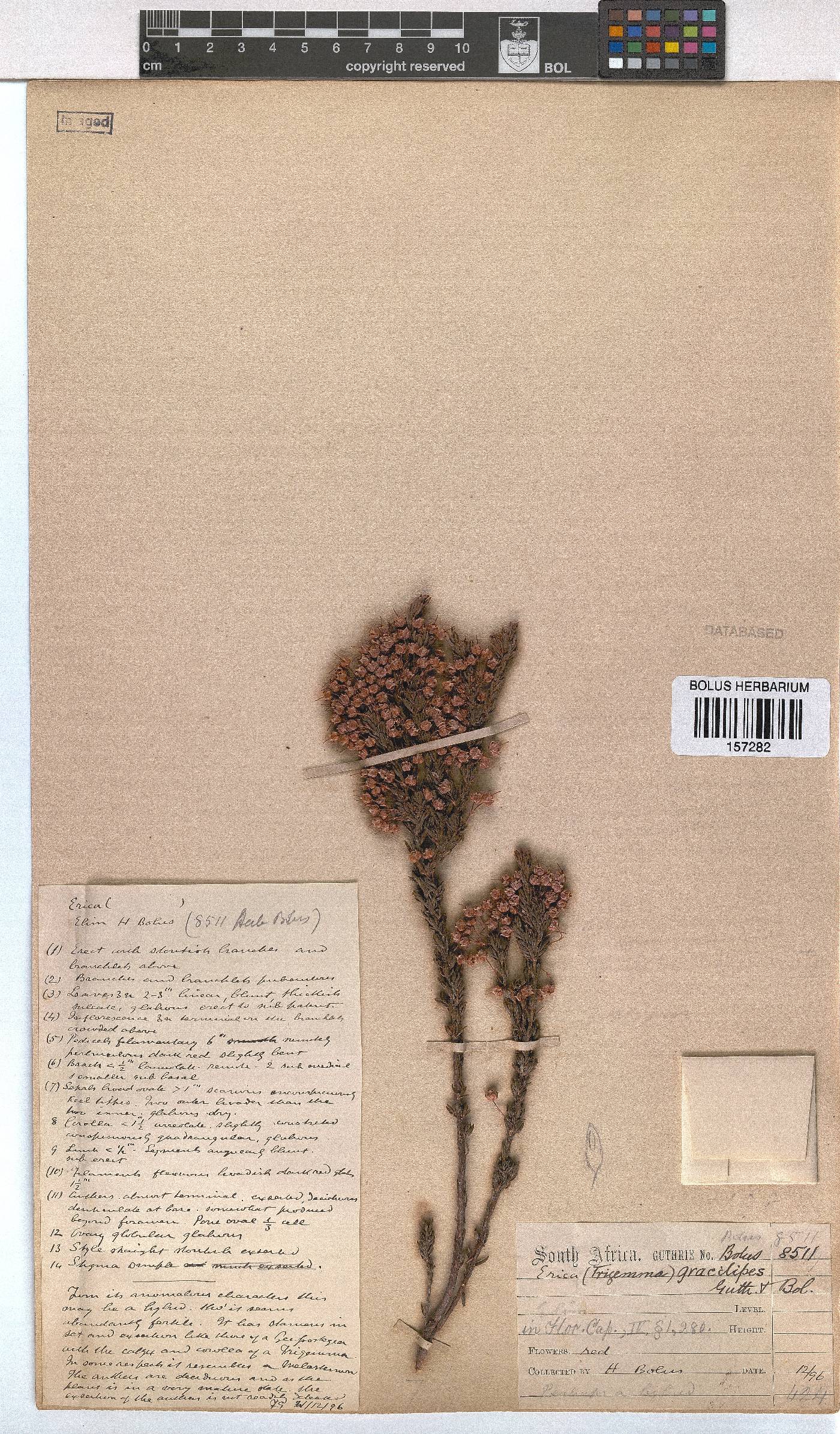 Erica gracilipes image