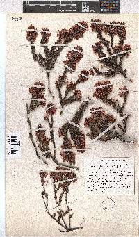 Erica gracilipes image