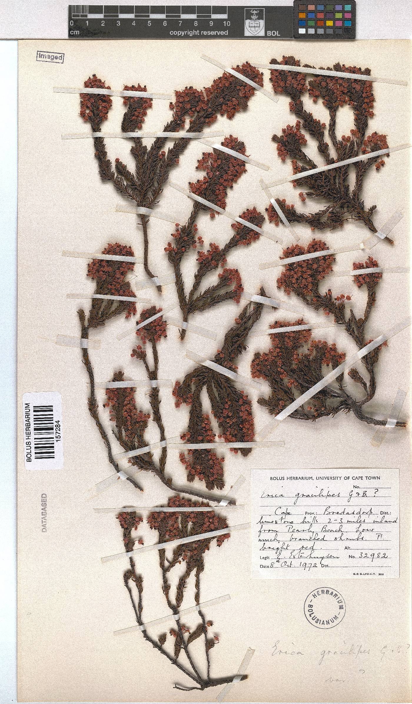 Erica gracilipes image