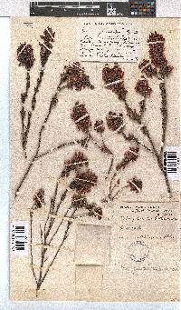 Erica gracilipes image