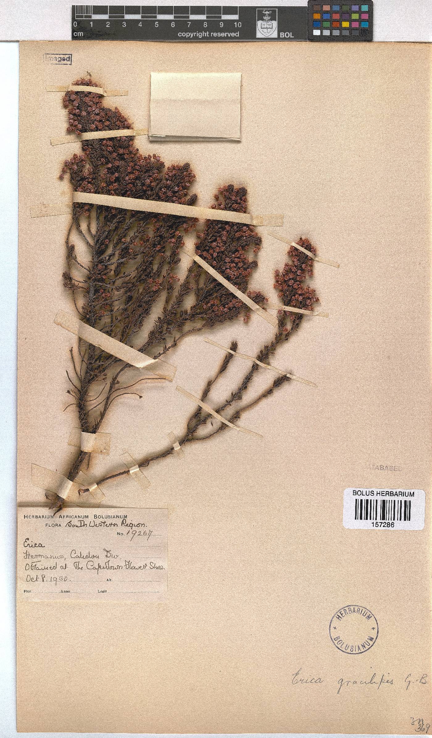 Erica gracilipes image