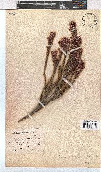 Erica gracilipes image