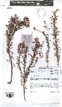 Erica propendens image