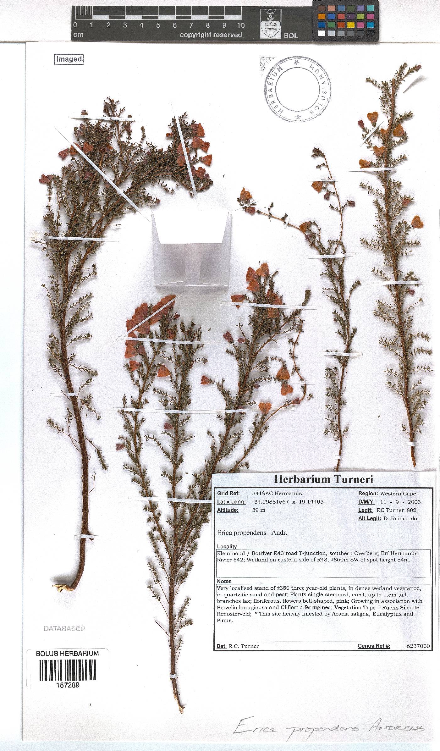 Erica propendens image