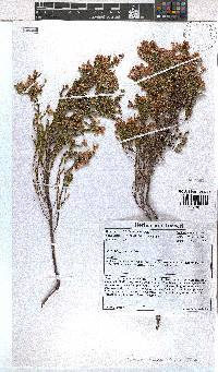 Erica margaritacea image