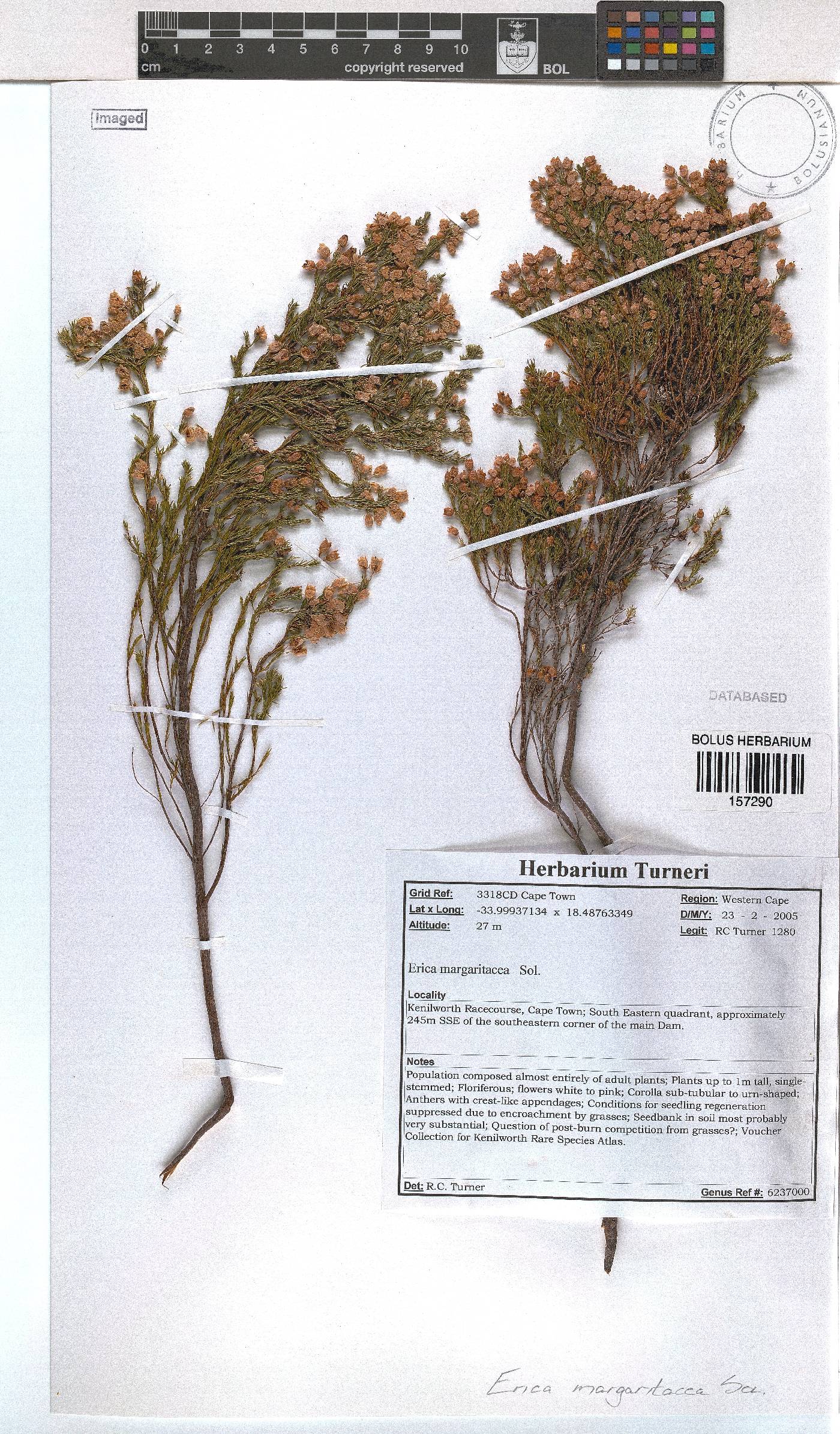 Erica margaritacea image