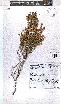 Erica margaritacea image