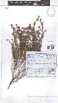 Erica alexandri image