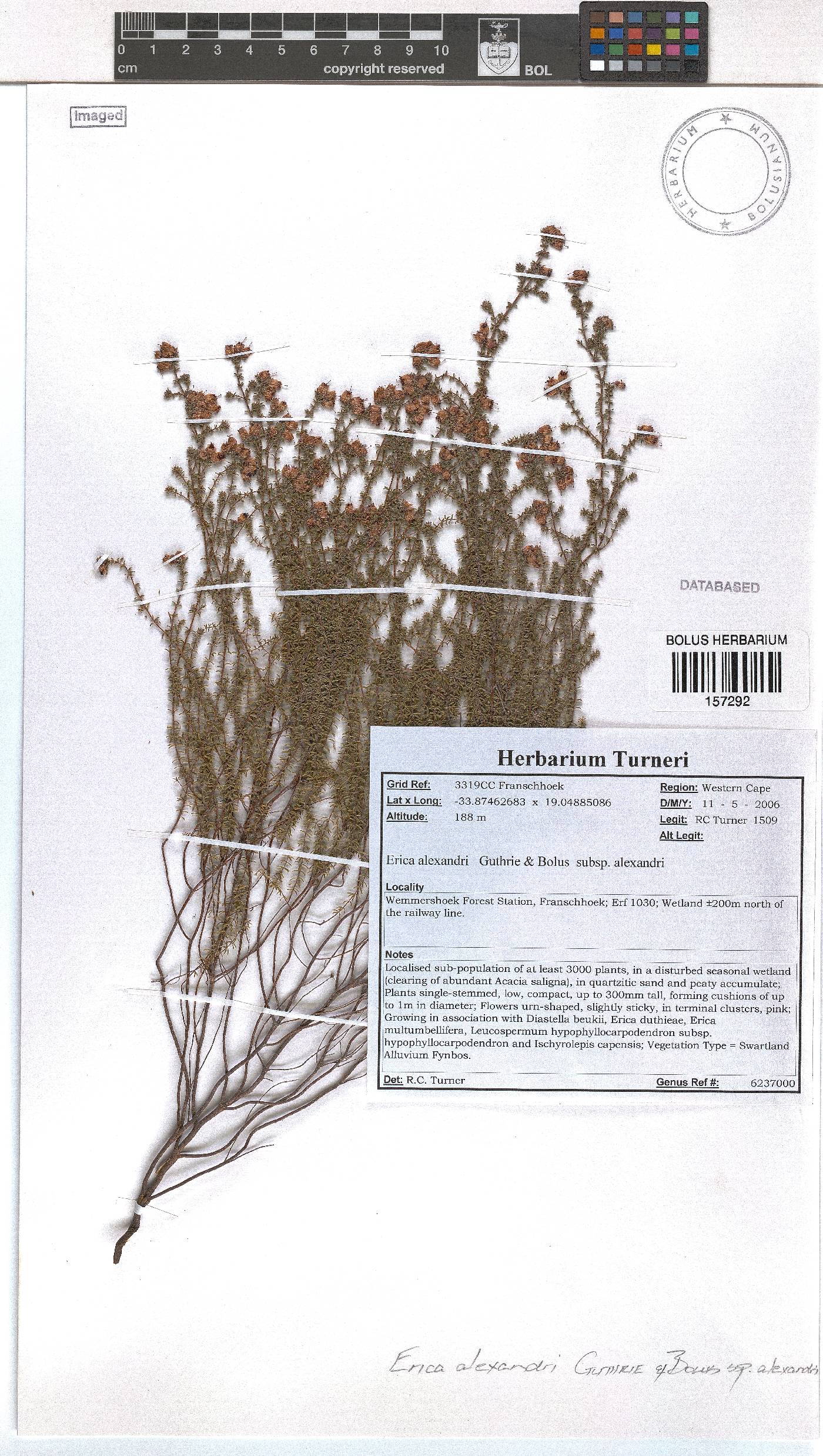 Erica alexandri subsp. alexandri image