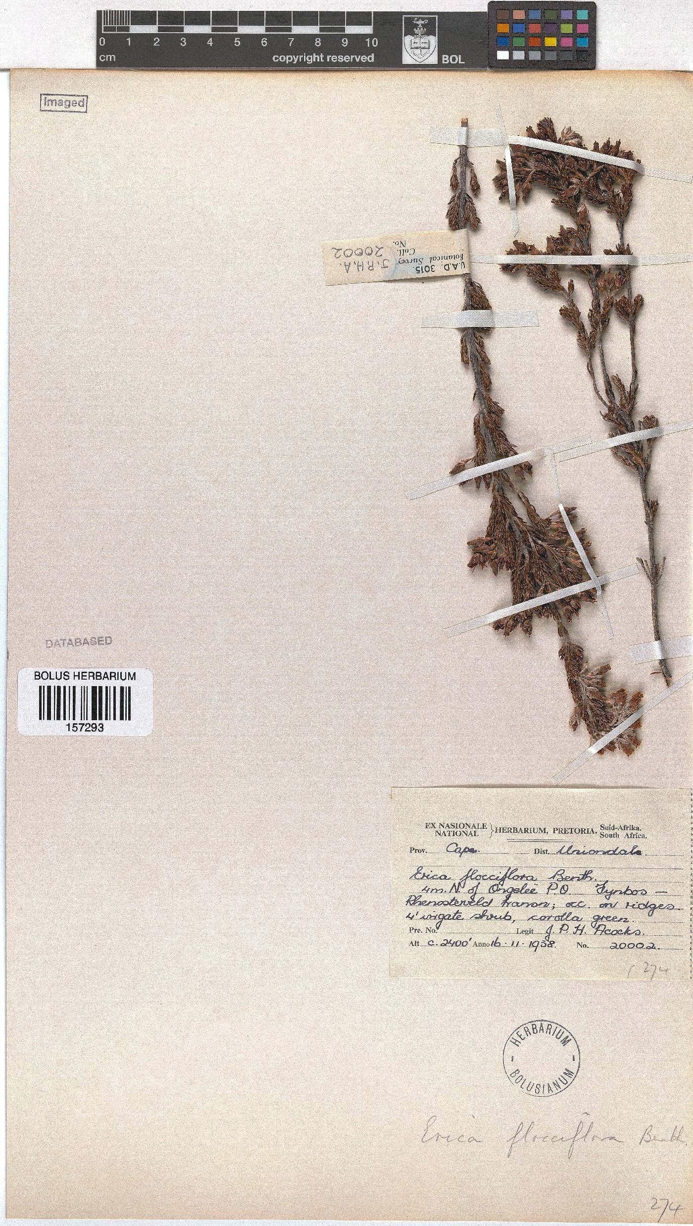 Erica flocciflora image