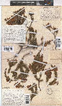 Erica sociorum image