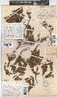 Erica sociorum image