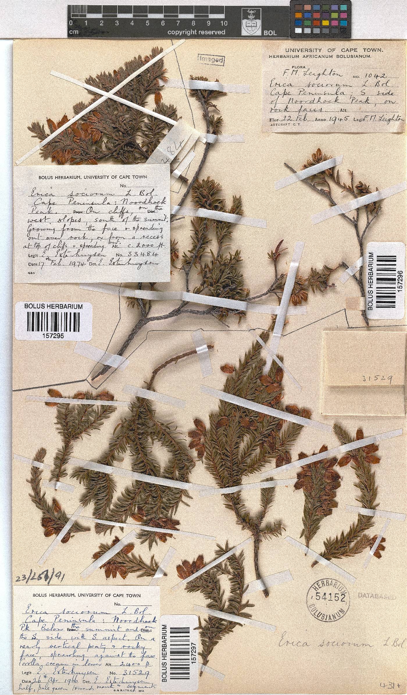 Erica sociorum image