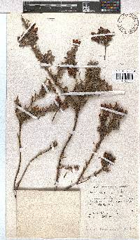 Erica sociorum image