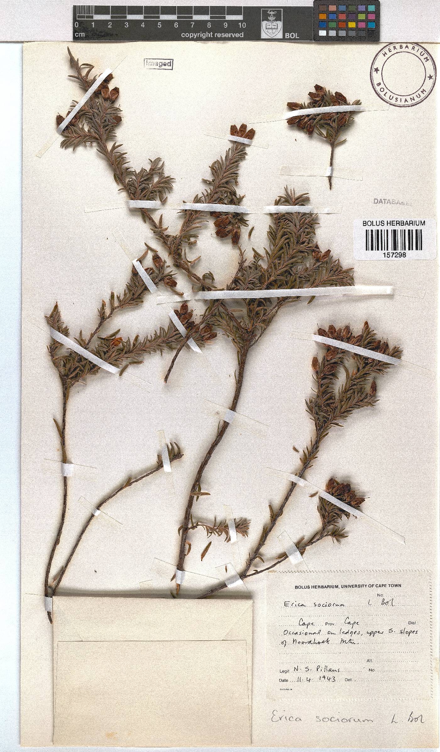 Erica sociorum image