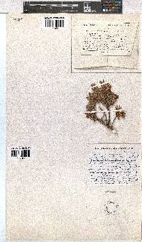 Erica sociorum image