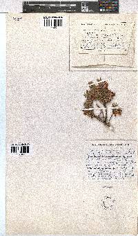 Erica sociorum image