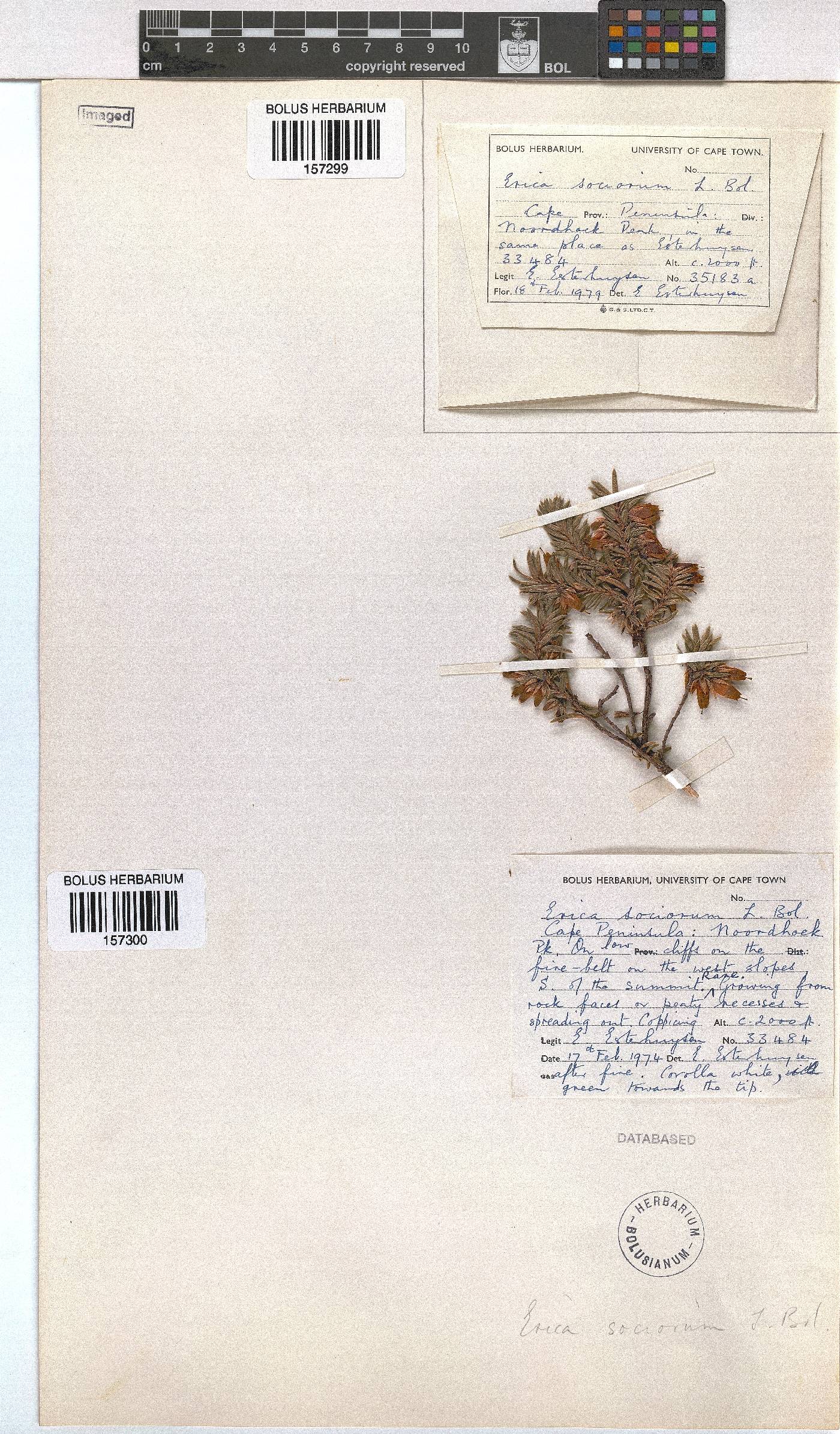 Erica sociorum image