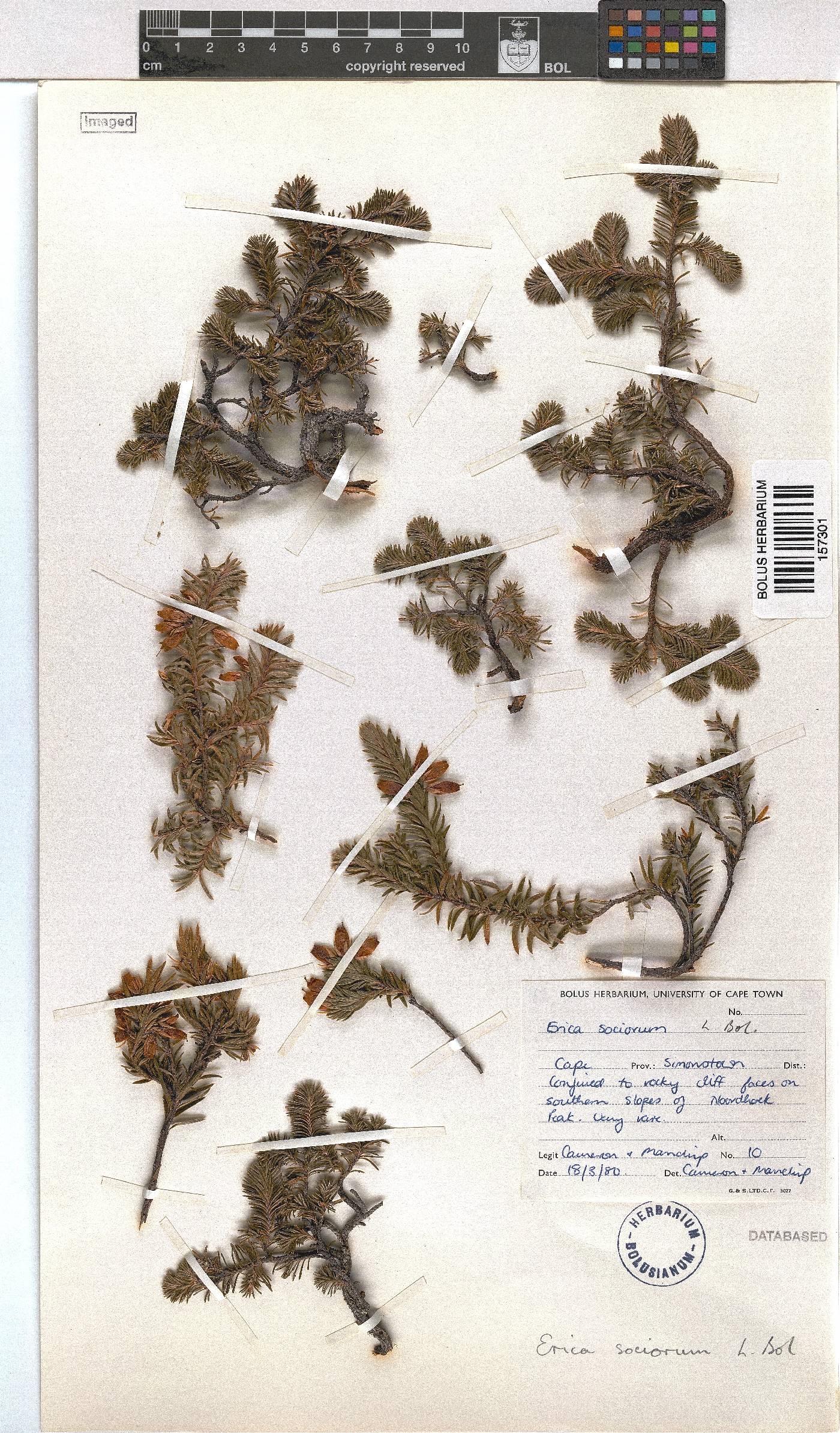 Erica sociorum image