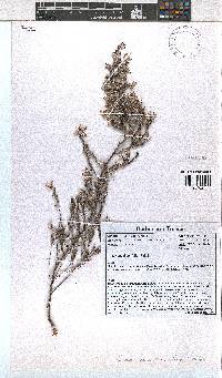 Erica xeranthemifolia image