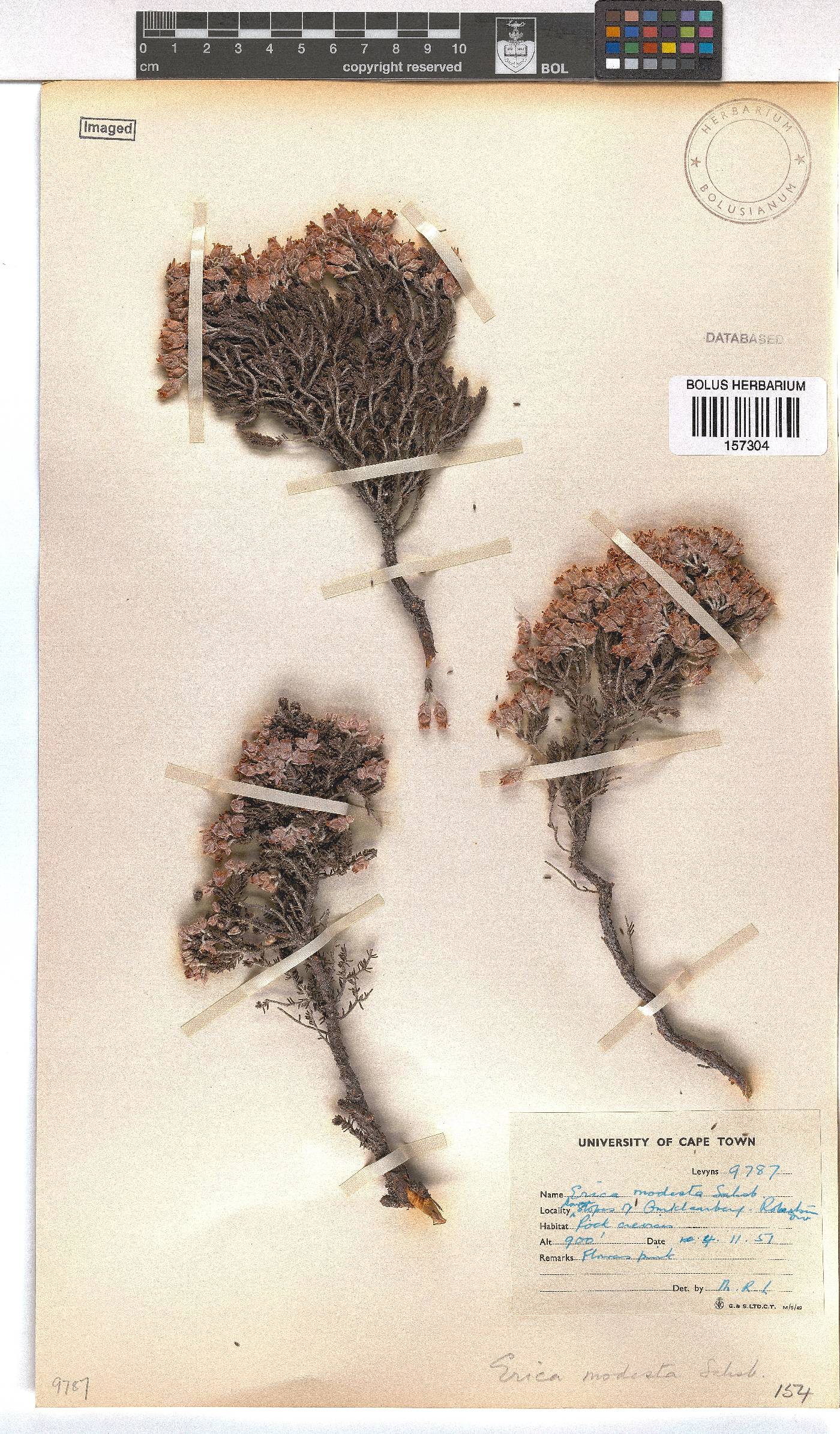 Erica modesta image