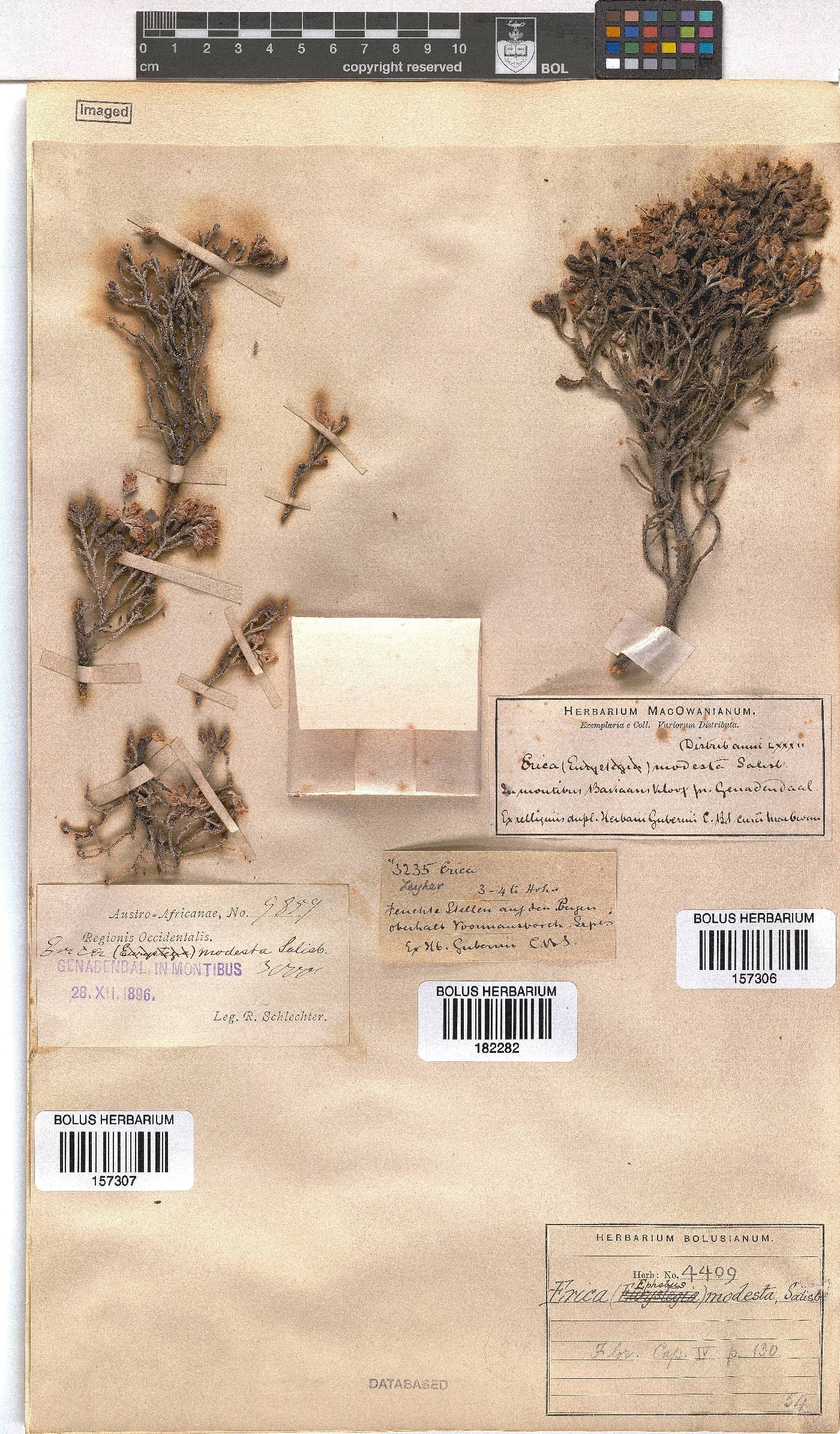 Erica modesta image