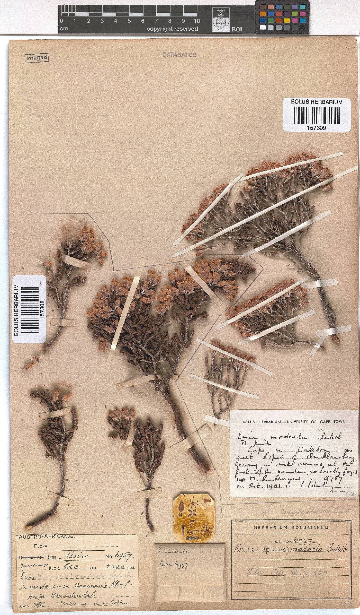 Erica modesta image