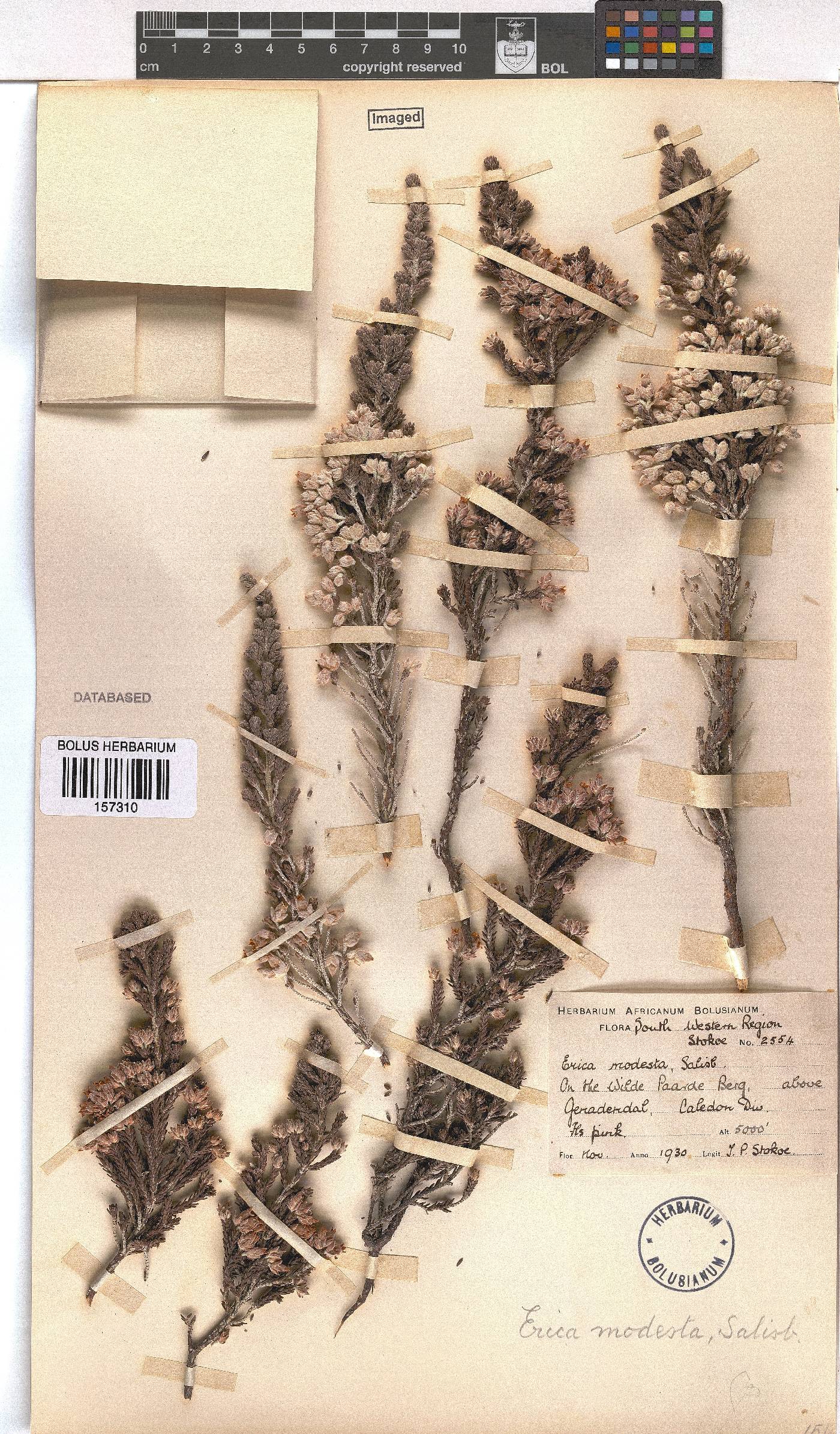 Erica modesta image